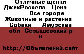 Отличные щенки ДжекРассела › Цена ­ 50 000 - Все города Животные и растения » Собаки   . Амурская обл.,Серышевский р-н